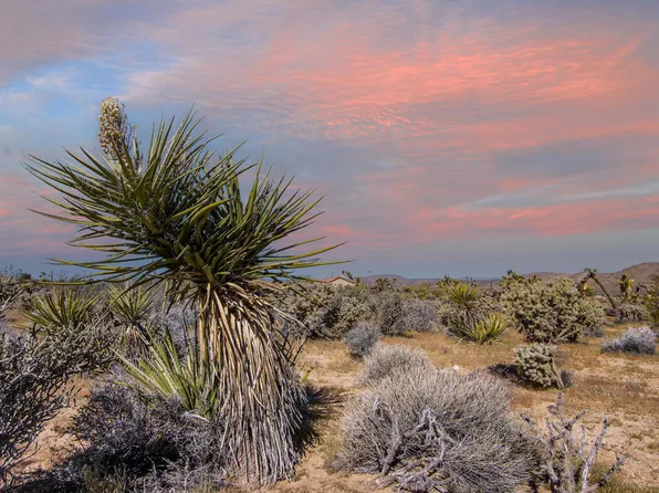 102 Saddleback Rd, Joshua Tree, CA 92252