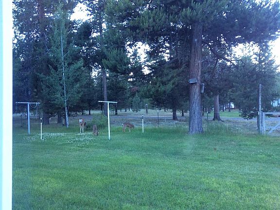 Deer in yard