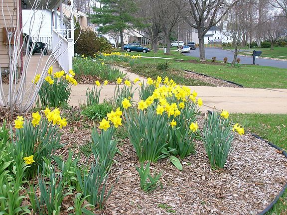 Early Spring Blooms