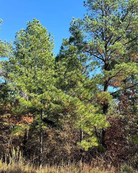 1st image of 205 Bear Cedar Trail
