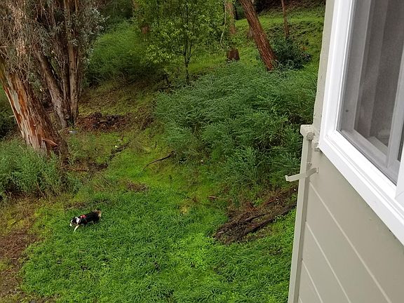 greenery outside (seen from deck)