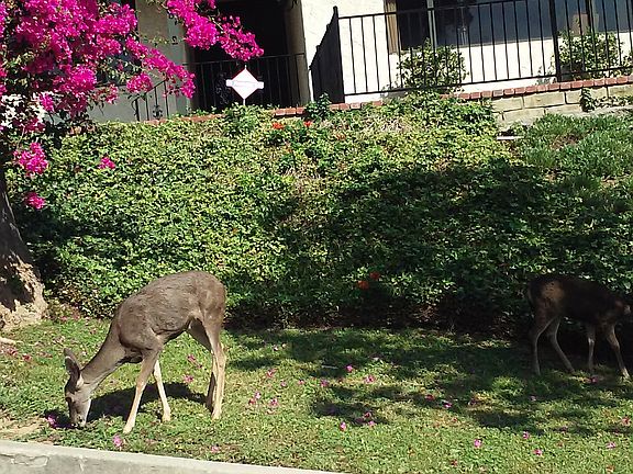 Deer come with House