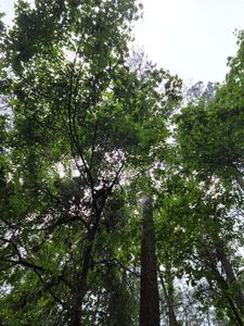 Dogwood Trl, Mount Vernon, TX, 75457