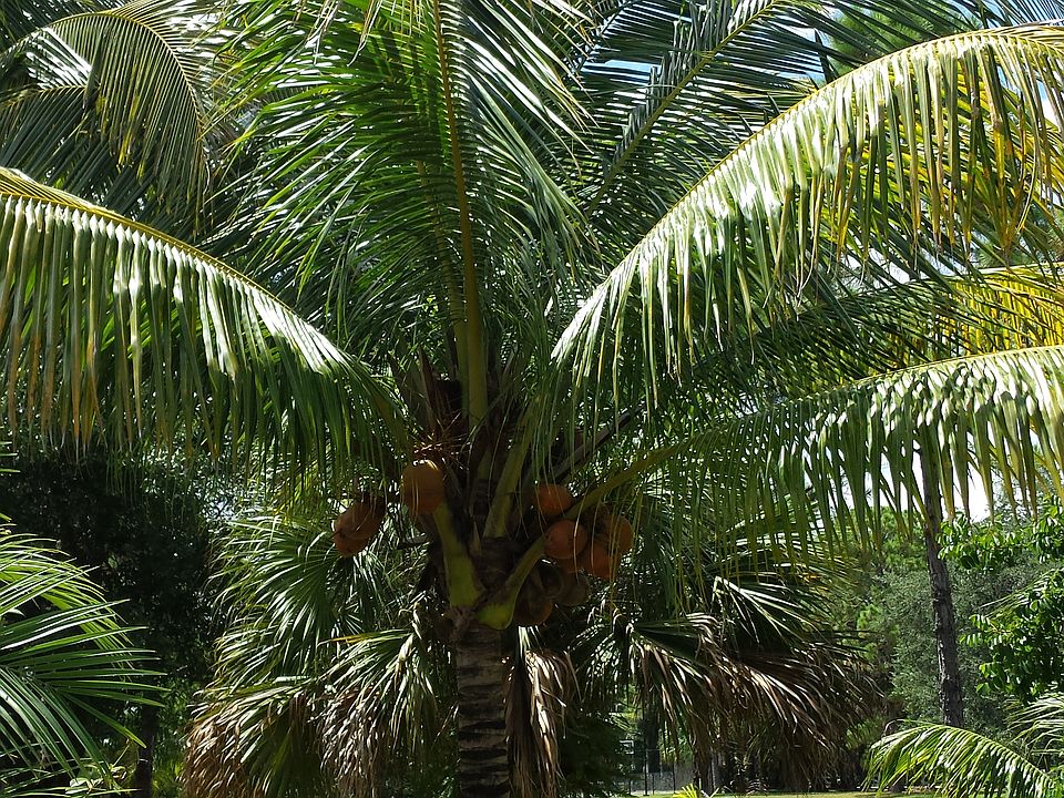 Coconut Palm