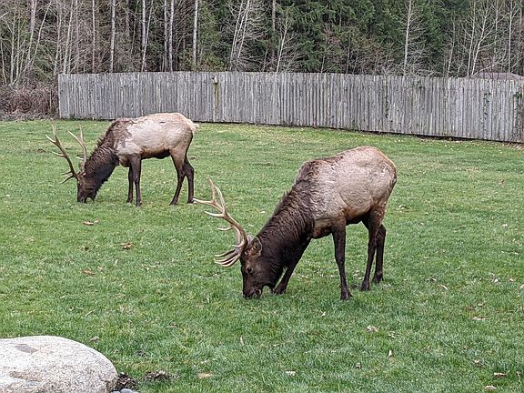 Four of these bull elk have been visiting the last three months.