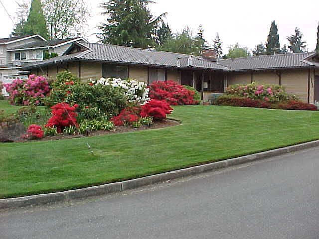 Rhodies in Bloom