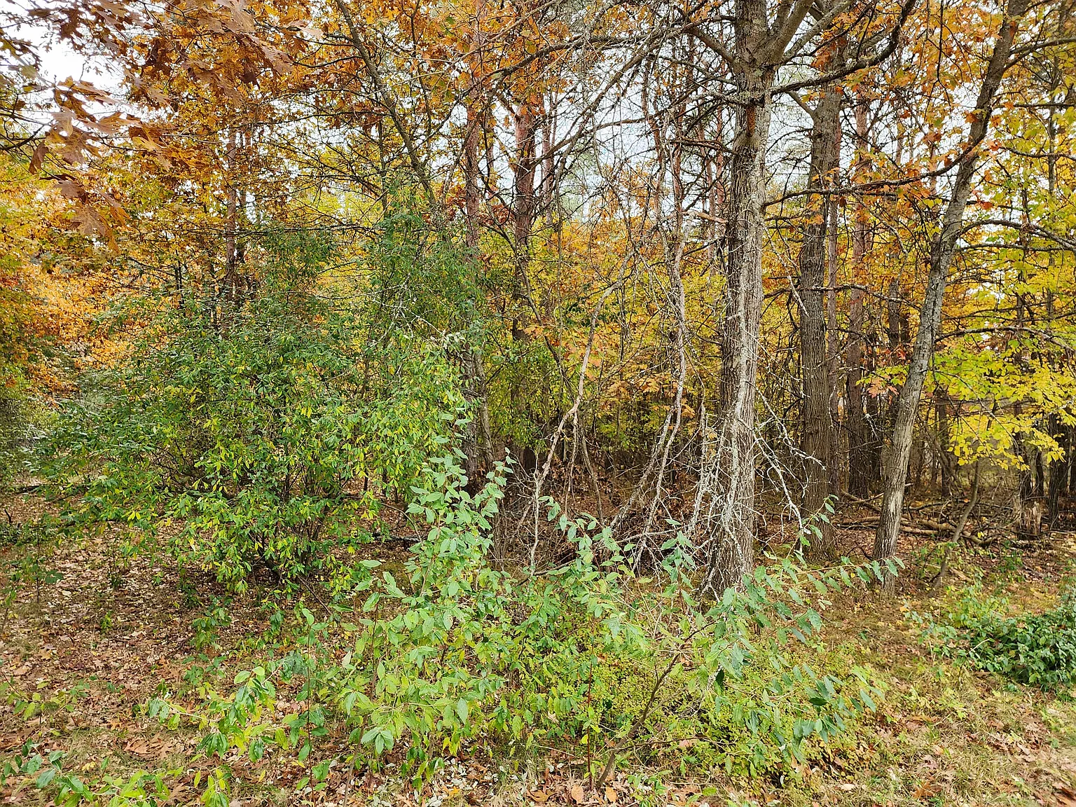 10053 Holly Ln photo 1