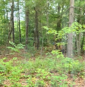 Oak Drive LOT 33, Mansfield Center, CT, 06250