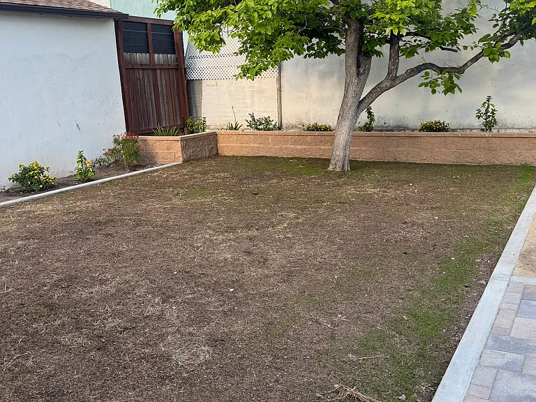 rear yard