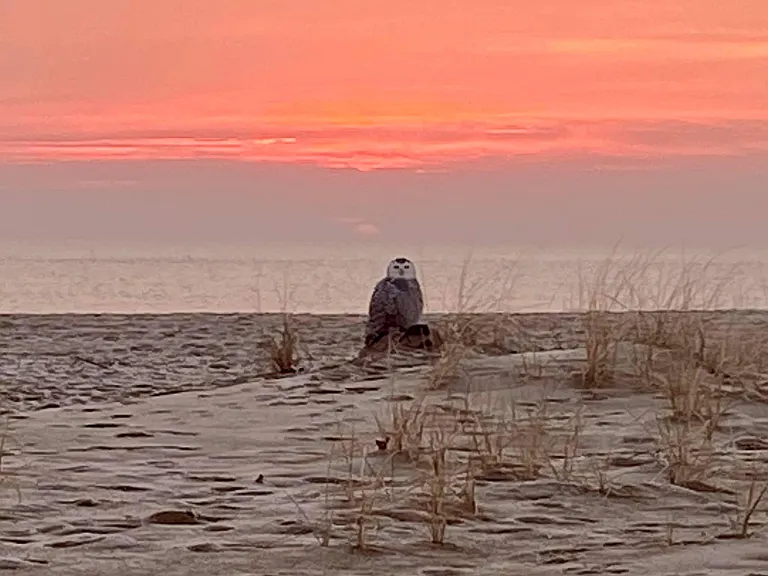 Snow owl at sunrise