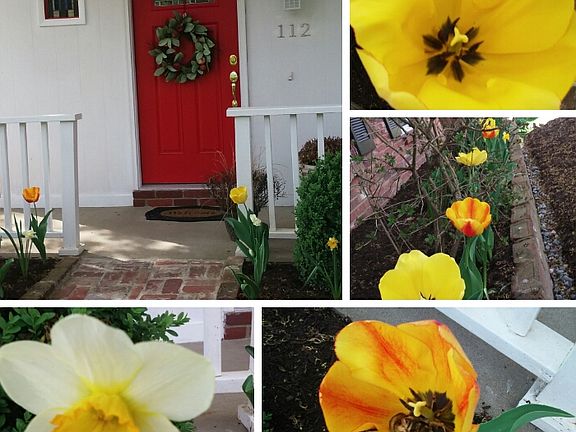 Spring Flowers