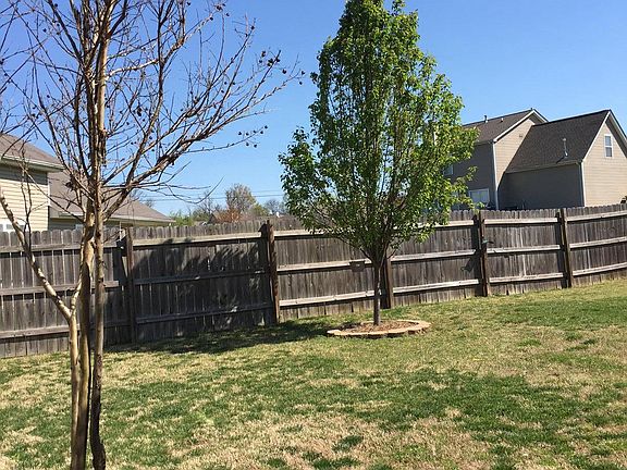 fruiting pear tree in backyard