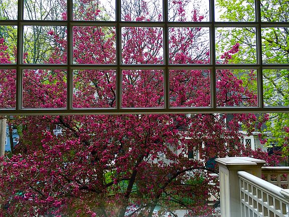 Blossoms spring 2016