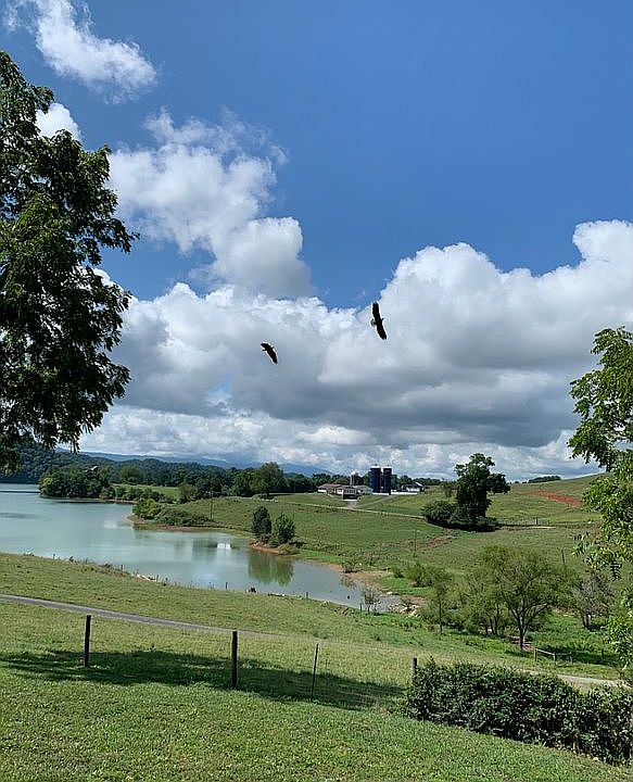 Frequent Eagle Flyby. 