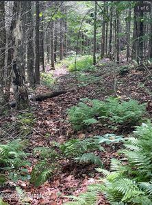 L25 Cleveland Rd, Indian Lake, NY, 12842