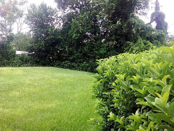 Part of back yard
