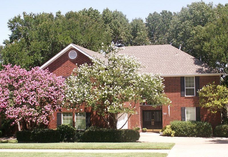 Nice crepe myrtles