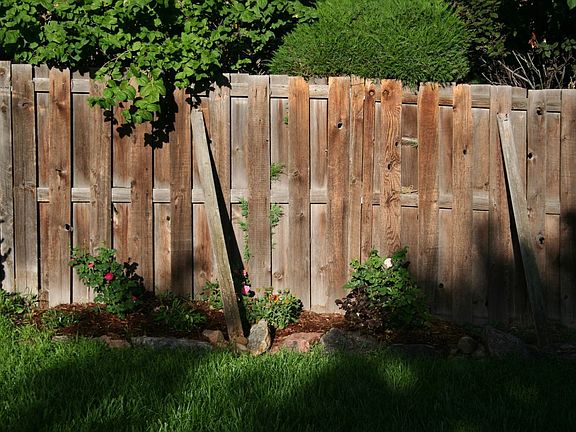Back yard