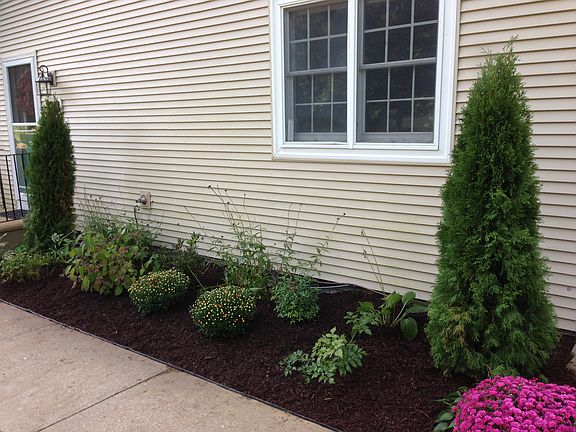 New Shrubs