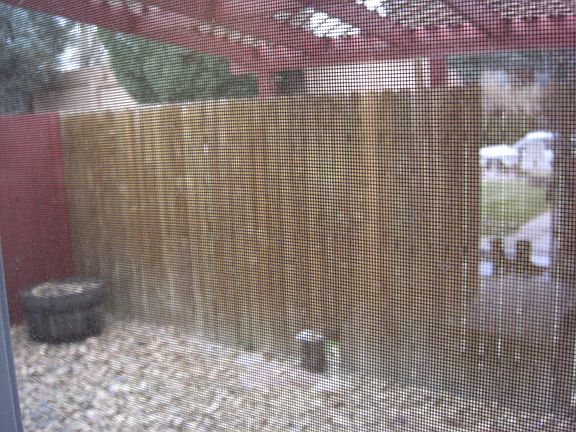 Back yard
