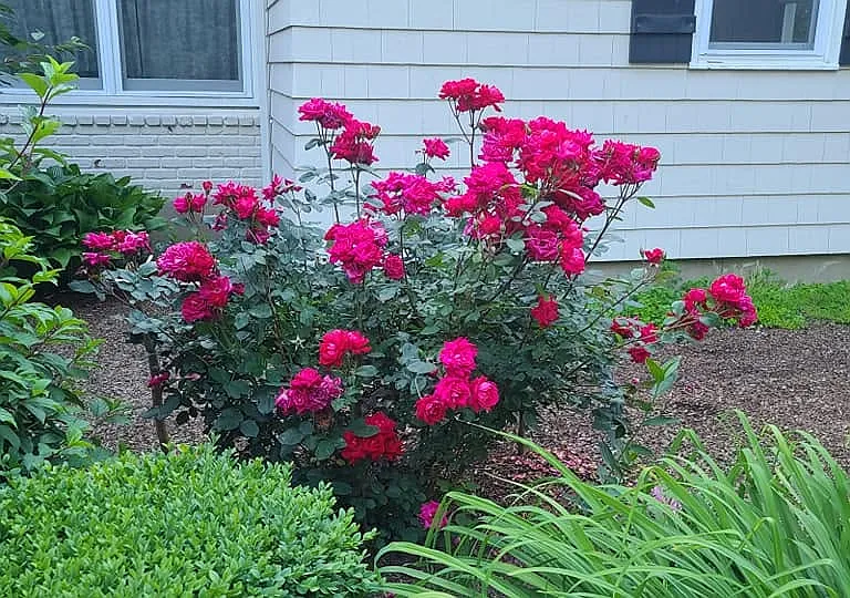 Roses through Spring and Summer