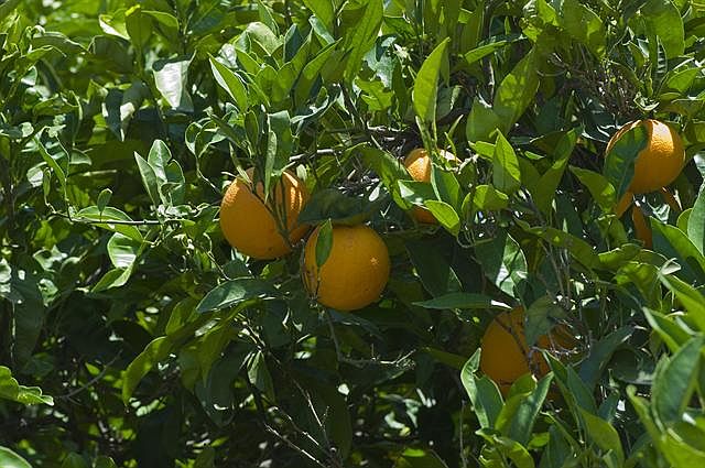 Two Lemon Trees