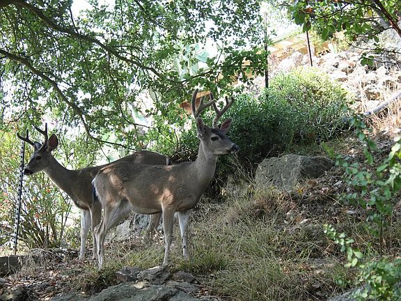 Frequent backyard visitors