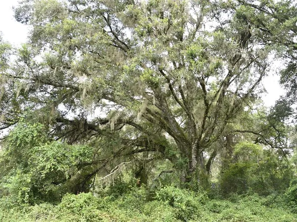 Highway 346 #A, Micanopy, FL 32667