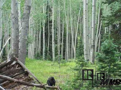 Elk Horn Mine Forest Service Rd #508, Clark, CO, 80428