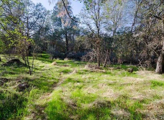 Clearing with gentle slope.