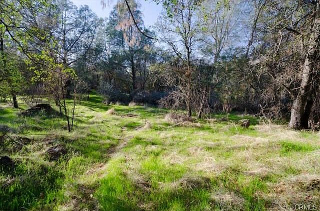 Clearing with gentle slope.