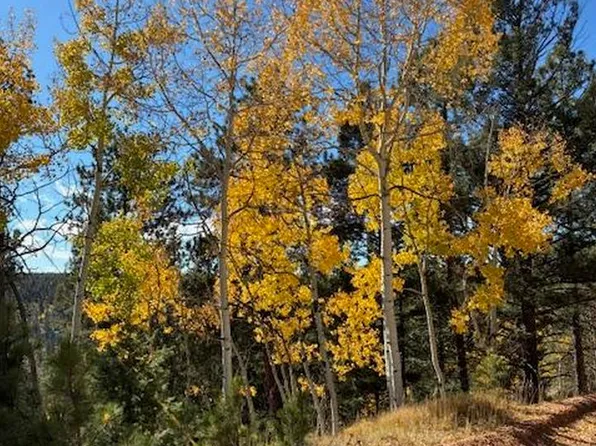 85 Remwood Cir, Divide, CO 80814