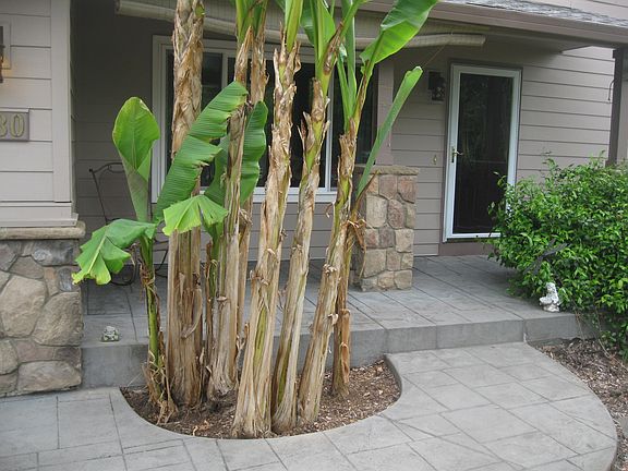 Bananas are 10 ft taller now