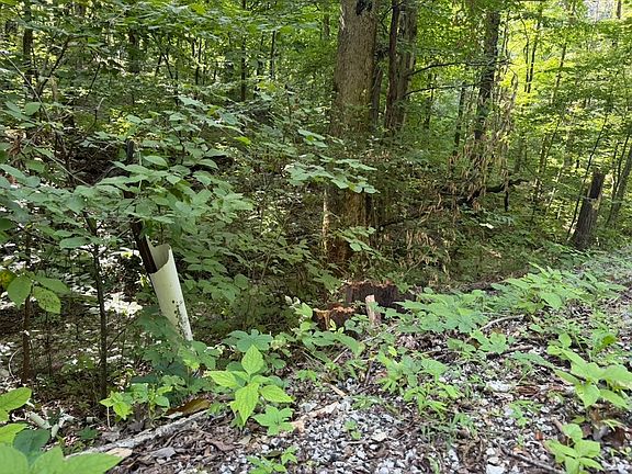 3rd image of 0 Roy Thompson Rd Lot Wp001
