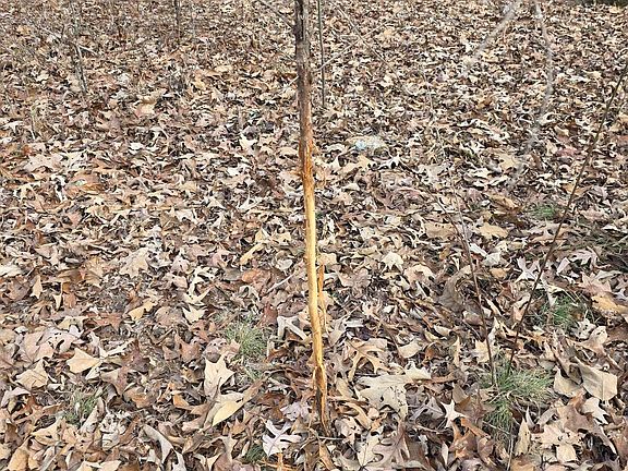 5th image of 336 Bradford Cemetery Rd