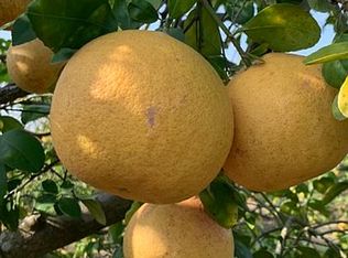 Schafer Rd, Los fresnos, TX 78566