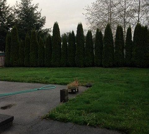 Fenced Back Yard