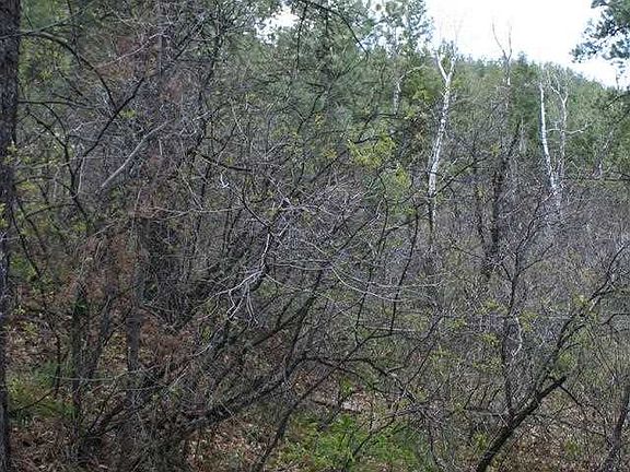 4th image of 2219 Bear Creek Canyon Rd