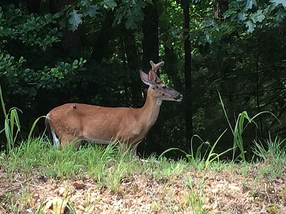 Abundance of wildlife