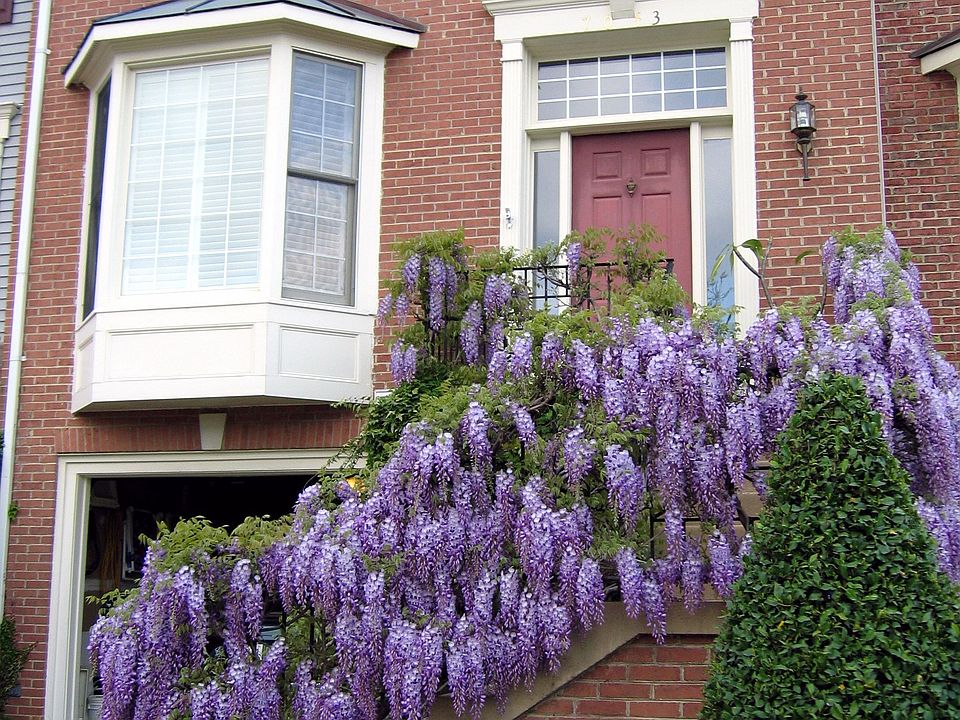 Wisteria in bloom on the front step railings.