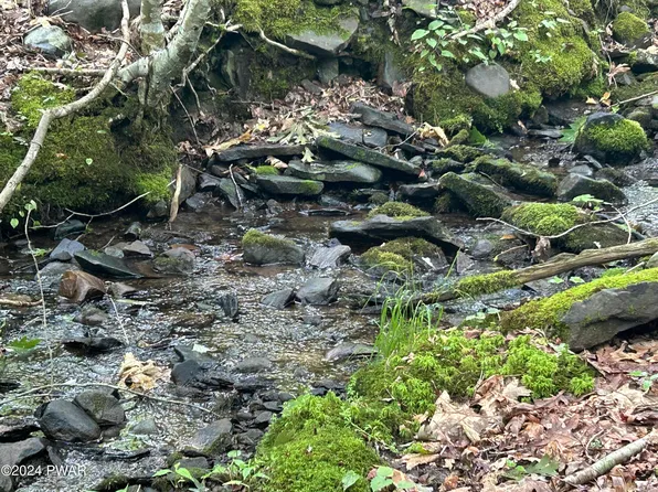 Paper Birch N, Tafton, PA 18464
