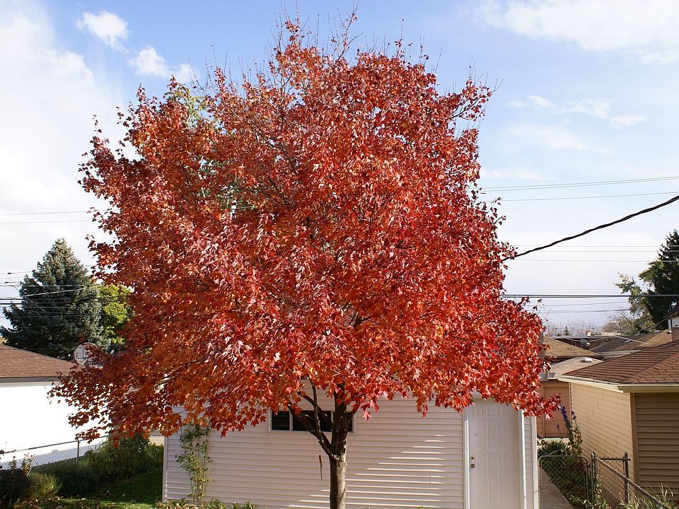 Beautiful Red Maple Tree in the backyard