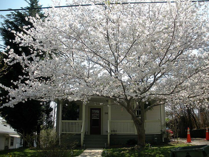 Spring