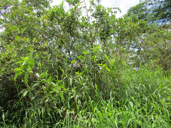 Silversword Ct Lot 7, Kurtistown, HI 96760