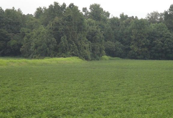 2nd image of 47.112 Acres Quince Road