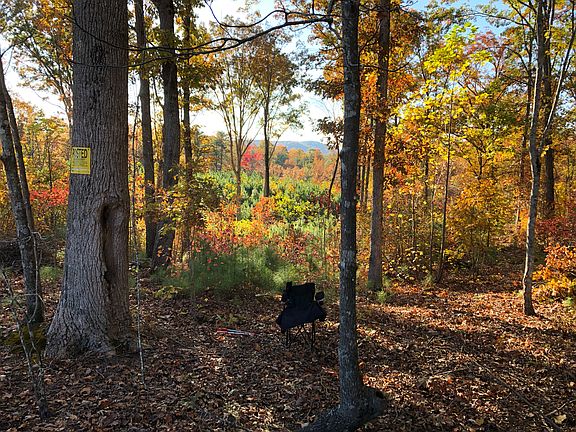 Fall foliage Nov 2019