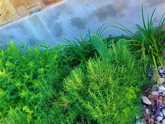 Front area planting