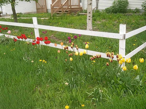 Spring Flowers out Front