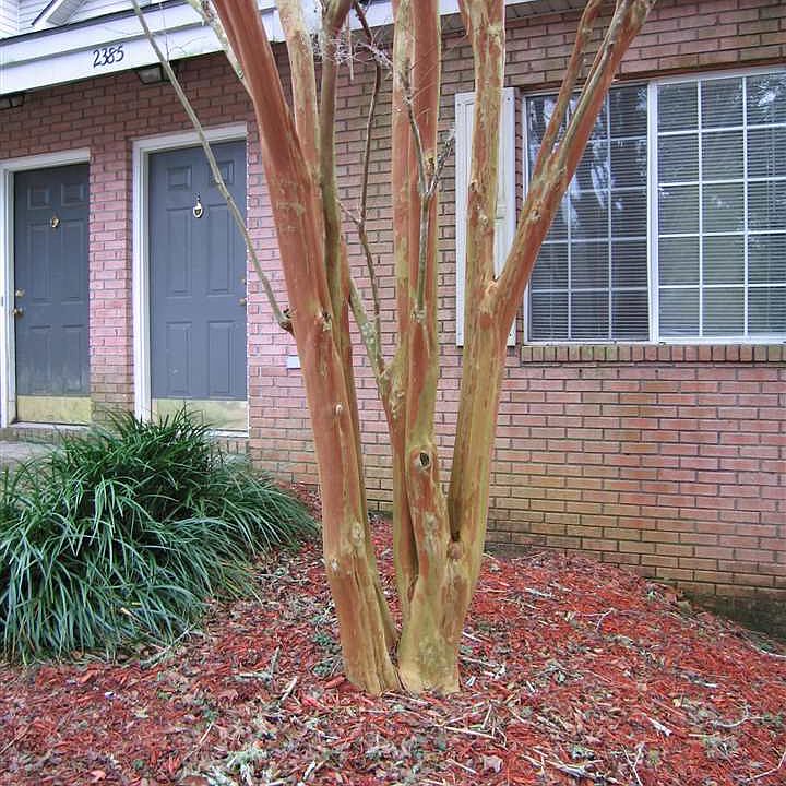 1st image of 2385 Tina Dr