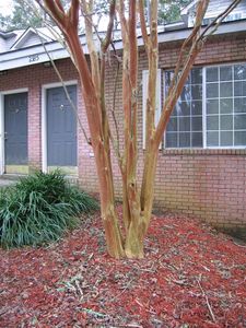 2385 Tina Dr, Tallahassee, FL, 32301